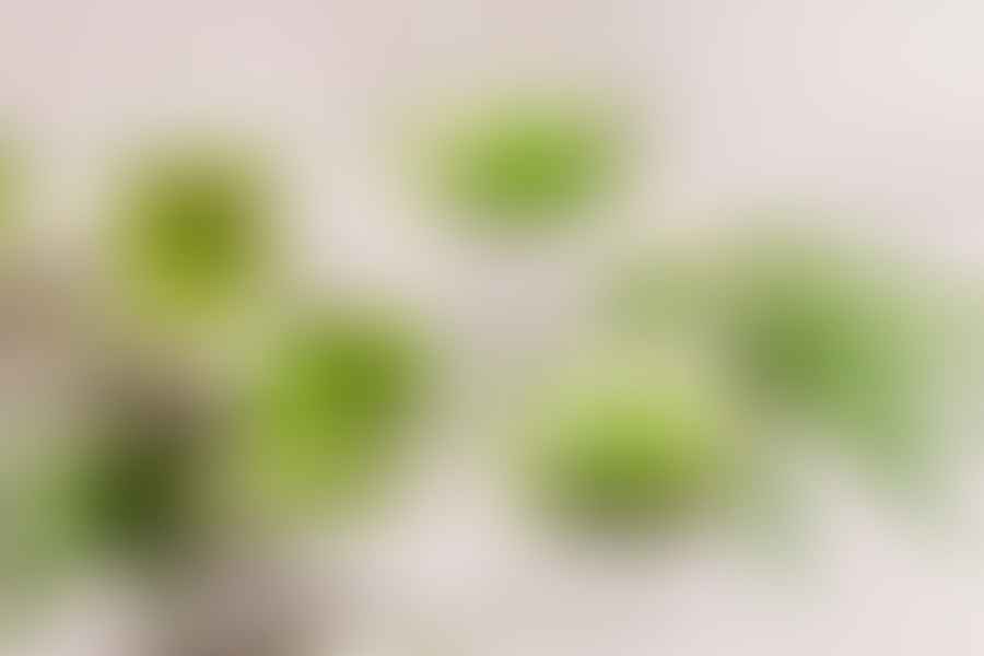 cannabis marketing strategies