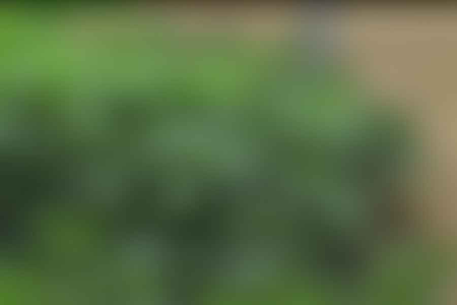 Medical Marijuana Program Act California