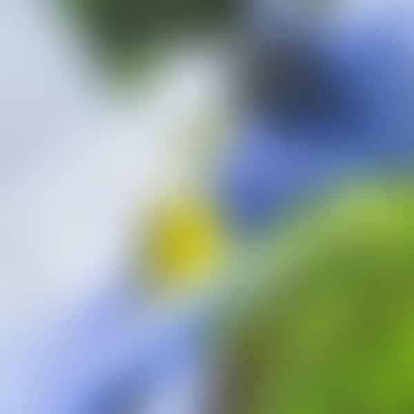 Cannabis and Your Health: Debunking Common Myths and Misconceptions