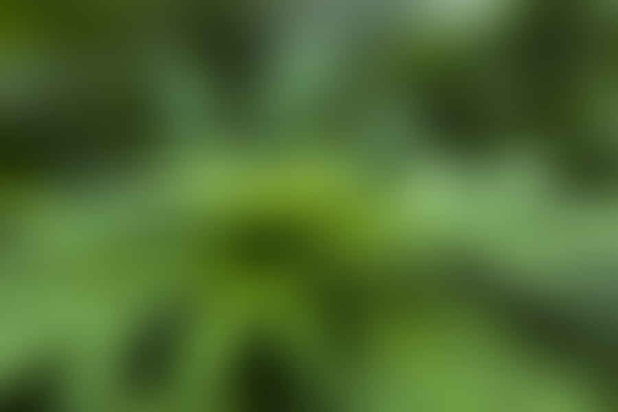 cannabis and creativity brain neurotransmitters
