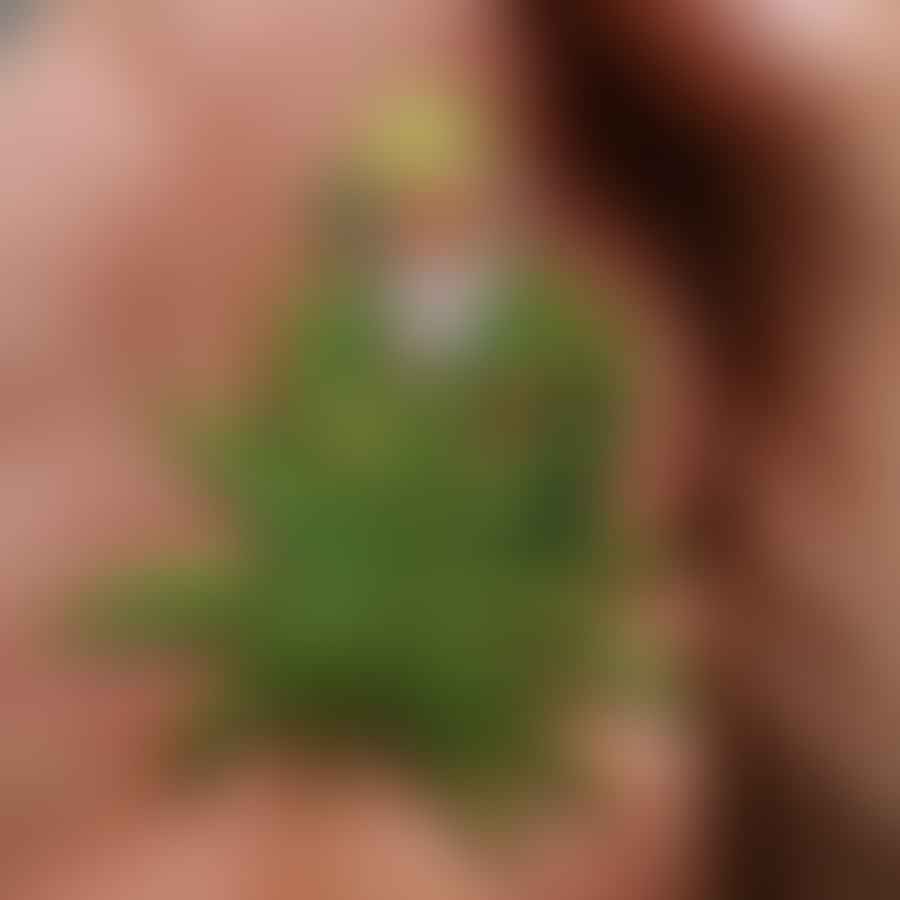A cannabis patch on a person